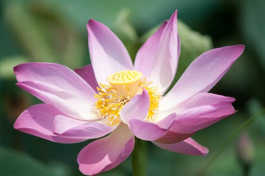 Lotus flower and Lotus flower plants in southern Vietnam.