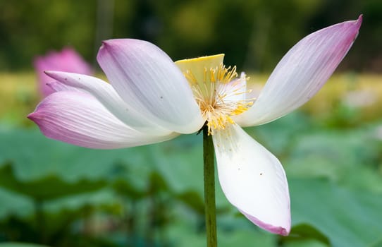 Lotus flower and Lotus flower plants in southern Vietnam.