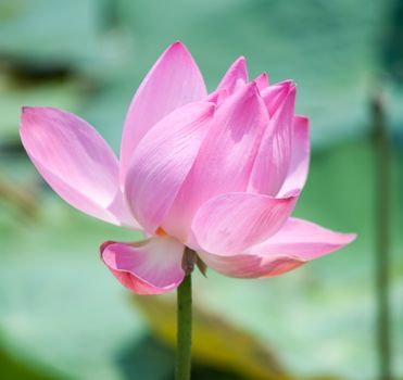 Lotus flower and Lotus flower plants in southern Vietnam.