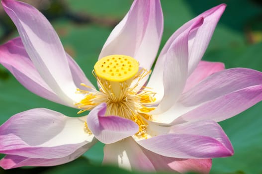 Lotus flower and Lotus flower plants in southern Vietnam.