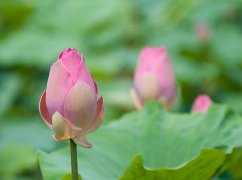Lotus flower and Lotus flower plants in southern Vietnam.