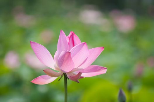 Lotus flower and Lotus flower plants in southern Vietnam.