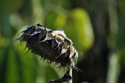 sunflower in summer at the end of the season