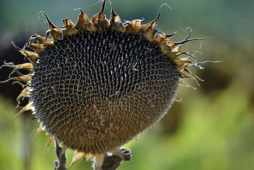 sunflower in summer at the end of the season