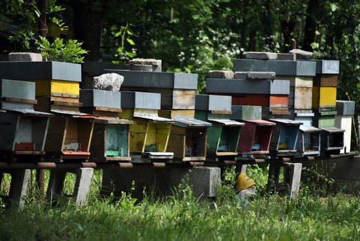 bees making honey