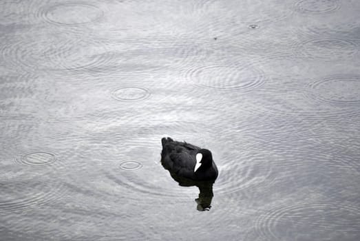 Eurasian Coot (Fulica atra) swimming in a lake under rain