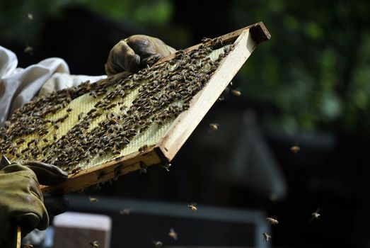 bees making honey