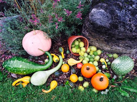 Variety of colorful autumn vegetables decorating a garden.