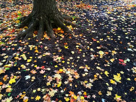 Roots of a tree and golden autumn leaves on the ground.