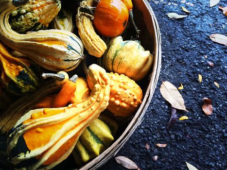 Colorful gourds in a basket. Autumn decoration.
