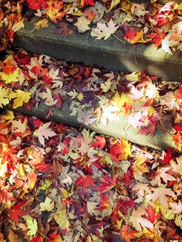 Red and golden maple leaves on stone steps, in sunlight.