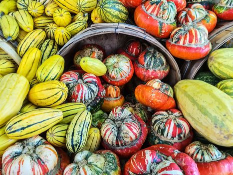 Delicata and Turban squashes at the market. Autumn vegetables.