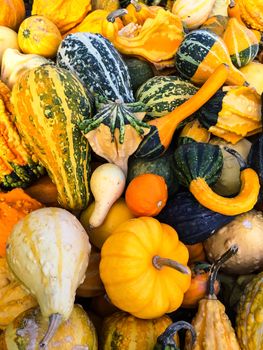 Autumn market, variety of colorful gourds.