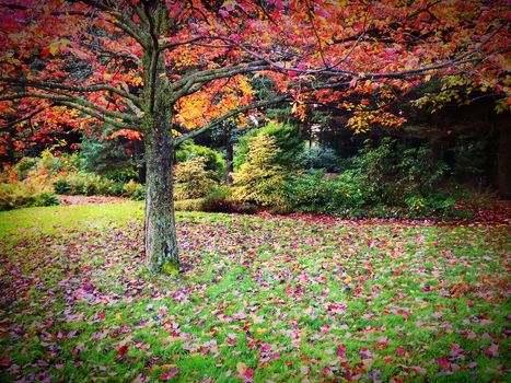 Beautiful autumn landscape full of colors. Quebec, Canada.