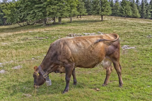 Cow which grazes in a field of green herbs