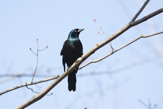 Male Common Grackle (Quiscalus quiscula) perching on a tree - Ontario, Canada