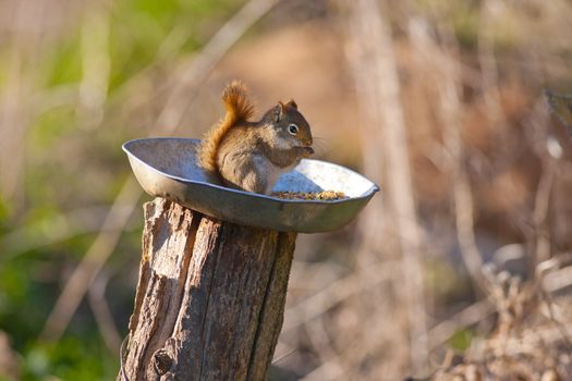 Canadian squirrel eating outdoors - fall season