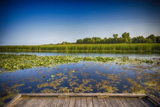 Wetland landscape on Point Pelee conservation area in Ontario, Canada