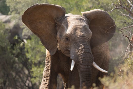 Young adult elephant shaking the dust off ears