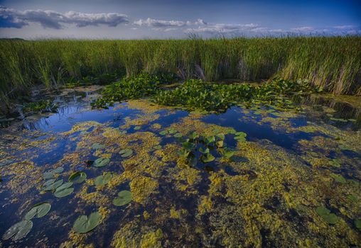 Wetland landscape on Point Pelee conservation area in Ontario, Canada