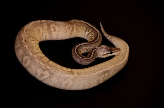 Ball Python - Python regius, isolated on a black background.