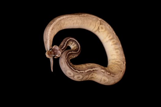 Ball Python - Python regius, isolated on a black background.