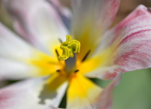 pink tulip flower in bloom in spring