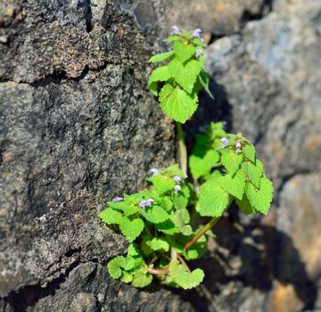 Small Green Plant Struggling to Grow From Rock