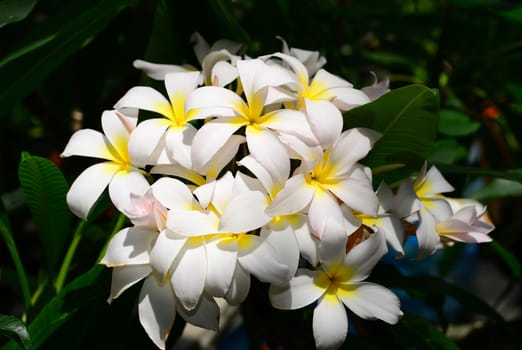cluster of white Yellow Plumeria frangipani flowers in bloom