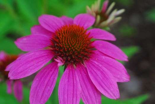 Echinacea purpurea purple coneflower flower in bloom in spring