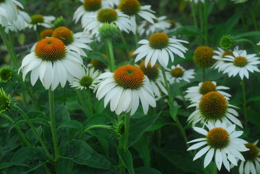 white Echinacea,coneflower flower in bloom in spring