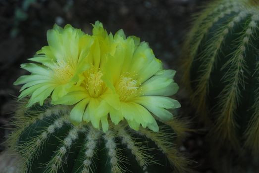 yellow flower blooming on green Cactus plant
