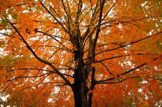 Orange Yellow Fall Foliage colors of Maple tree in Autumn