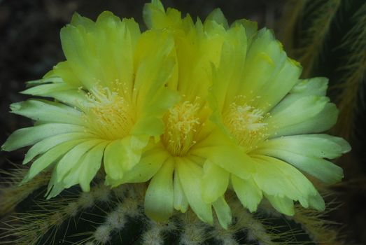 yellow flower blooming on green Cactus plant