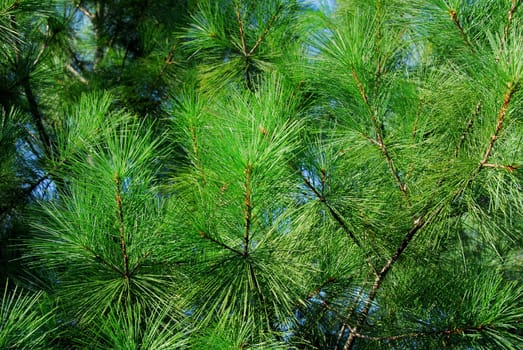 pine plant with green needle shape leaves