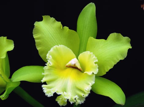 Green Cattleya orchid flower in bloom in spring