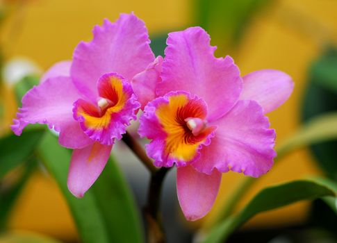 pink yellow orchid flower in bloom in spring