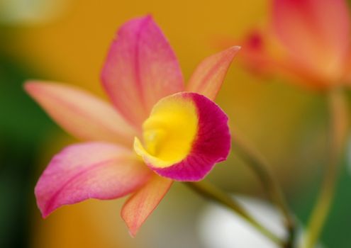 orange Cymbidium orchid flower in bloom in spring