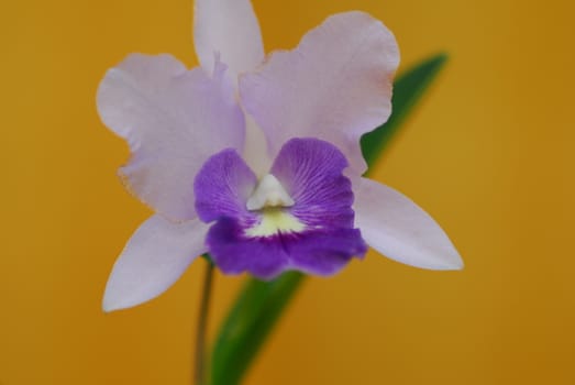 purple white orchid flower in bloom in spring