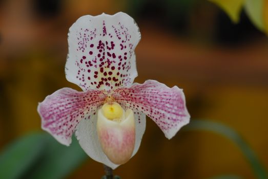 Paphiopedilum pink white orchid flower in bloom in spring