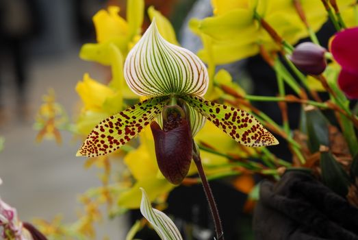 Paphiopedilum green white orchid flower in bloom in spring