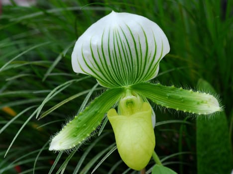 Green White Paphiopedilum callosum maudiae orchid flower in bloom in spring