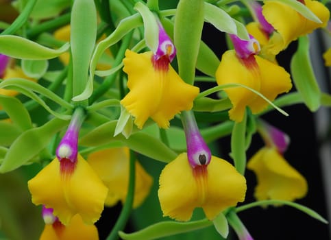 pink yellow Epicattleya Rene Marques Flame Thrower Orchid flower in bloom