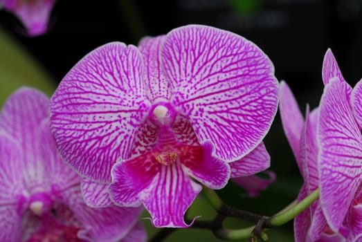 Phalaenopsis Pink white orchid flower in bloom in spring