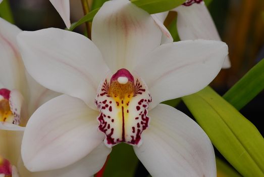 white pink cymbidium Orchid flower in bloom