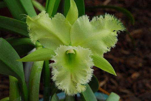 Green Cattleya orchid flower in bloom in spring