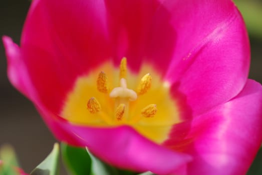 Pink yellow tulip flower in bloom in spring