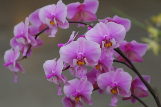 Phalaenopsis Pink white orchid flower in bloom in spring