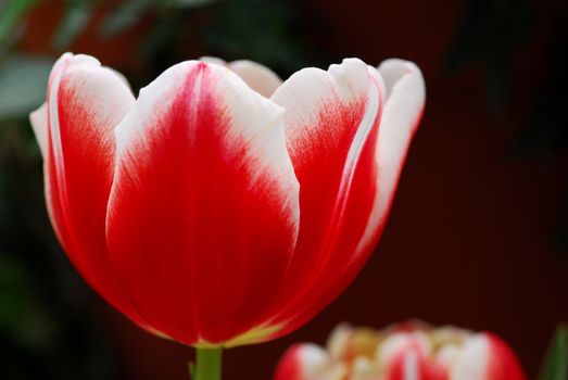 Red white tulip flower in bloom in spring