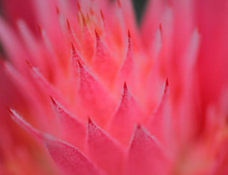 Pink Bromeliad flower in bloom in spring